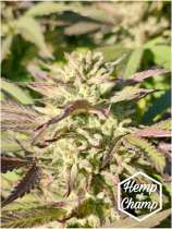 Hemp of Champ Betty's Berry