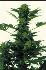 High Quality Seeds Bob Marleys Best