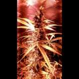 Holy Smoke Seeds Pink Cadillac