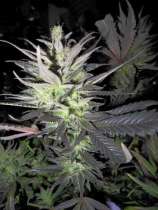 Holy Smoke Seeds Thunderbud Haze