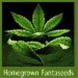 Homegrown Fantaseeds First Lady