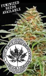 Humboldt Seed Company Freakshow