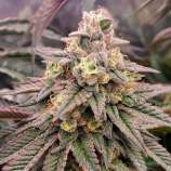 Humboldt Seed Organisation Forbidden Fruit Fast Flowering