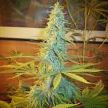 IBT Genetics Seeds Tortuga Ninja