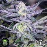 In House Genetics Divine Frost