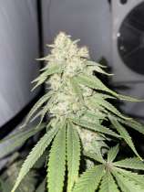 In House Genetics Sticky Glue