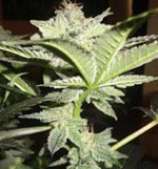 Iron Fist Genetics P91 BX2