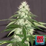 Jaws Gear Alien Cookies