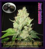 JustFeminized.com Bubble Gummy