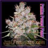 JustFeminized.com Pukka Power Plant