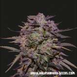 Kalashnikov Seeds Purple Russian Express