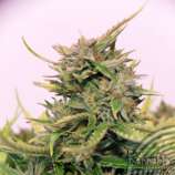 Kannabia Seeds Baby Boom Auto CBD