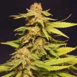 Kannabia Seeds Big Bull