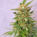 Kannabia Seeds Hobbit