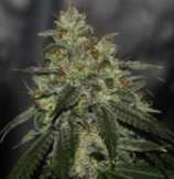 Karma Genetics Di Fruity