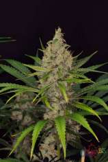 Karma Genetics Jack O Nesia