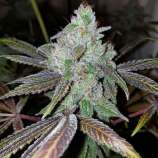 Karma Genetics Now N Frutti