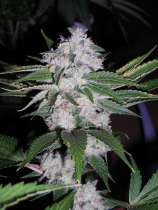 Karma Genetics Triple Kush