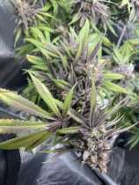 Katsu Seeds Frankenberry Diesel