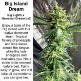 Kineos Genetics Big Island Dream