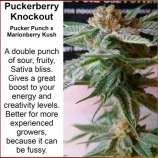 Kineos Genetics Puckerberry Knockout