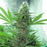 Kingdom Organic Seeds El Squeako