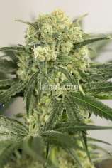 LaMota Seeds Lemon Critical 2.0