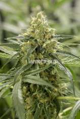 LaMota Seeds Old School Skunk 2.0 Autoflowering