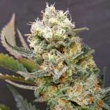 Lineage Genetics Green Cush