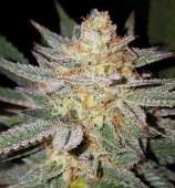 Lineage Genetics Sour Grape