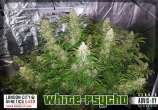 London City Genetics White Psycho