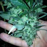 Loud Seeds Sour Diesel