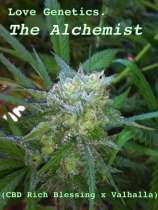 Love Genetics The Alchemist