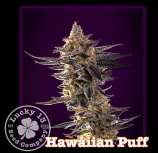 Lucky 13 Seed Company Hawaiian Puff