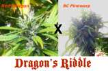 MadCat's Backyard Stash Dragon’s Riddle