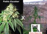 MadCat's Backyard Stash Medi Escobar