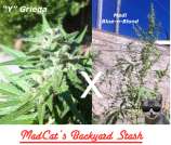 MadCat's Backyard Stash Medi Griega