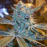 Madd Farmer Genetics Evil Queen