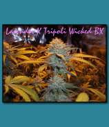 Madd Farmer Genetics Lavender x Tripoli Wicked