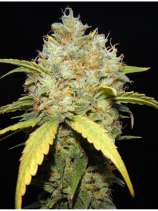 Makka Seeds Critical Ganja