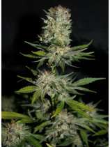 Makka Seeds Houchie Kouchie Kush