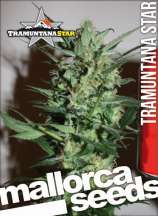 Mallorca Seeds Tramuntana Star