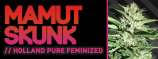 Mamut Seeds Mamut Skunk