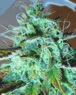 Medicann Seeds Black Afghani Kush