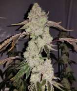 Motherland Genetics Banana Kush