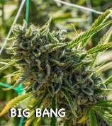 Motherlode Seeds The Big Bang