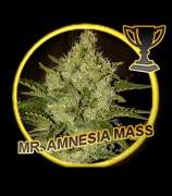 Mr. Hide Seeds Mr. Amnesia Mass