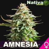 Nativa Seeds Amnesia