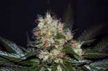 Natural Genetics Seeds HashStar