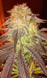 Natural Genetics Seeds Milky Bud